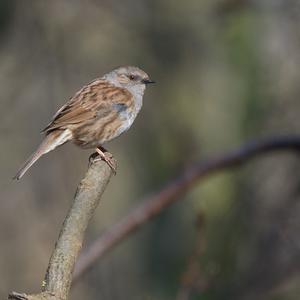 Hedge Accentor