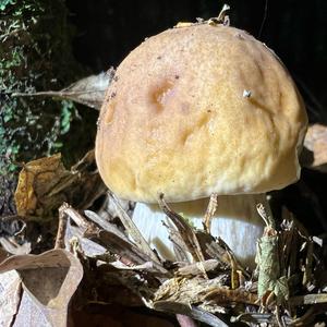 King Bolete