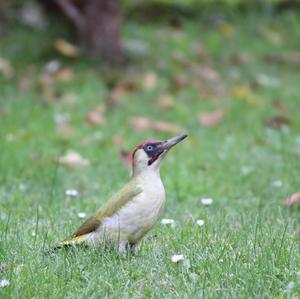 Eurasian Green Woodpecker