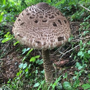 Parasol Mushroom