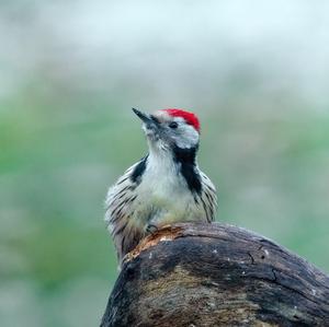 Middle Spotted Woodpecker