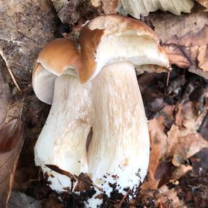 King Bolete