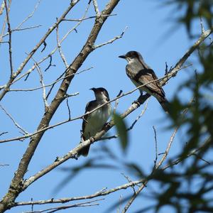 Eastern Kingbird