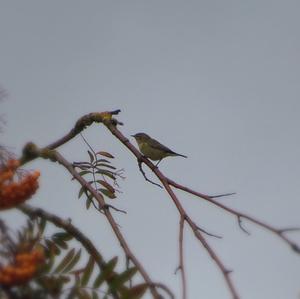 Common Chiffchaff