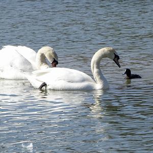 Mute Swan