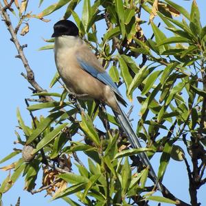 Azure-winged Magpie