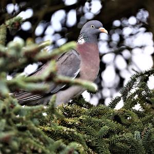 Common Wood-pigeon