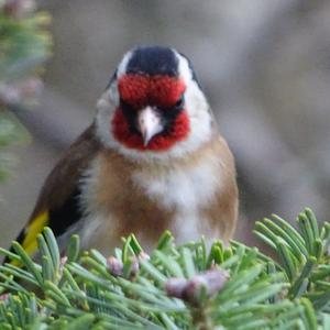 European Goldfinch