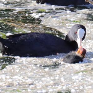 Common Coot