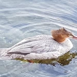 Red-breasted Merganser