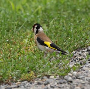 European Goldfinch