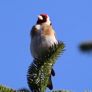 European Goldfinch