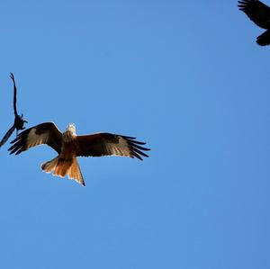 Red Kite