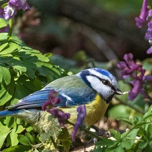 Blue Tit