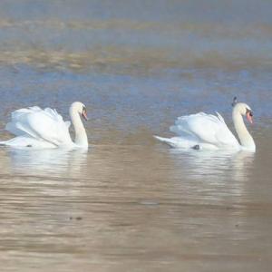 Mute Swan