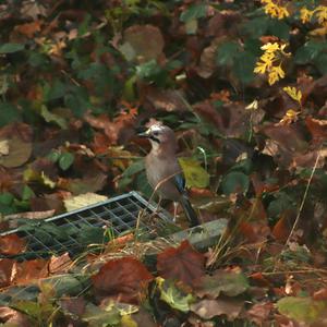 Eurasian Jay