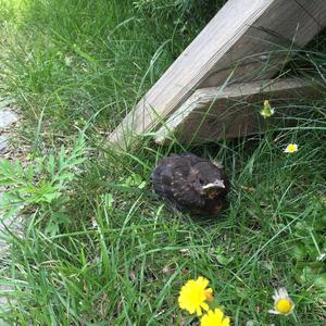 Eurasian Blackbird