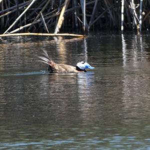 White-headed Duck