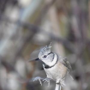 Crested Tit