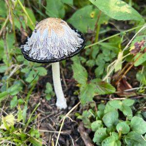 Shaggy Mane