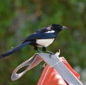 Black-billed Magpie