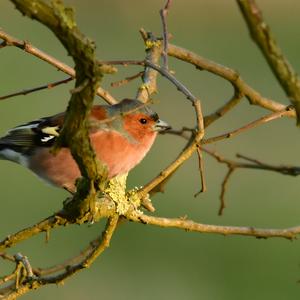 Eurasian Chaffinch