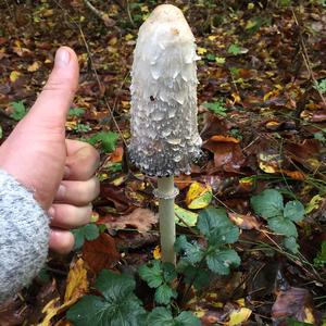 Shaggy Mane