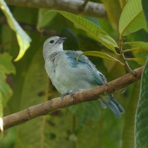 Blue-grey Tanager