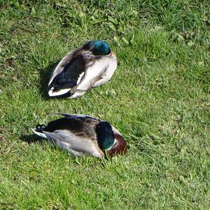 Mallard