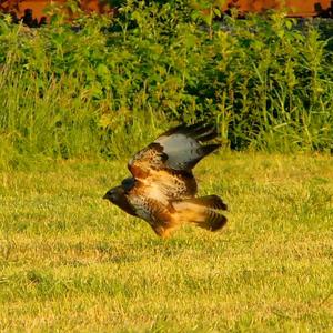 Common Buzzard