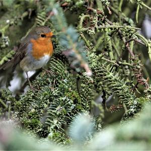 European Robin