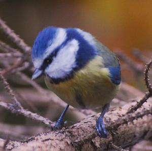 Blue Tit