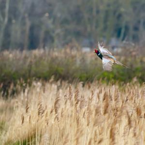 Common Pheasant