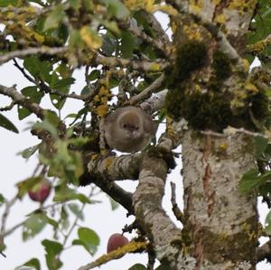 Blackcap