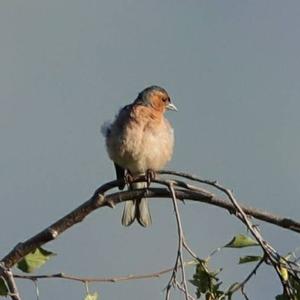 Eurasian Chaffinch