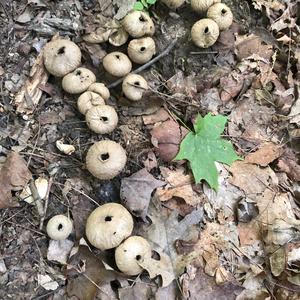 Gem-studded Puffball