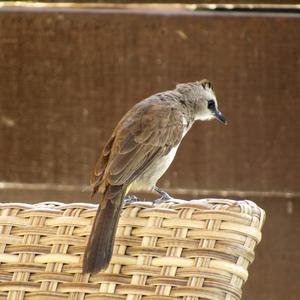 Yellow-vented Bulbul