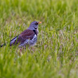 Fieldfare