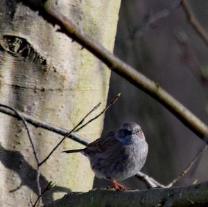 Hedge Accentor