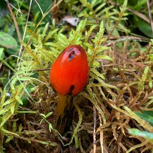 Blackening Wax-cap