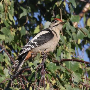 Great Spotted Woodpecker