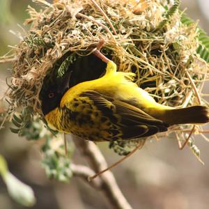 Village Weaver