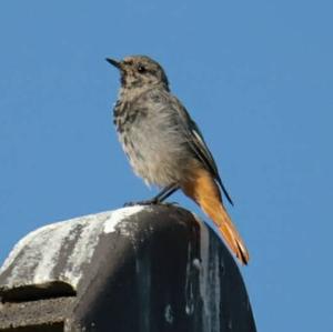 Black Redstart