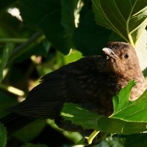 Eurasian Blackbird