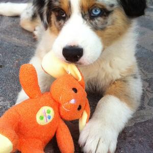 Australian Shepherd