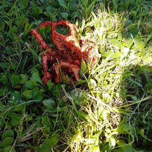 Red Cage Fungus