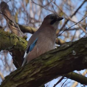 Eurasian Jay