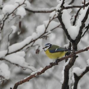 Blue Tit