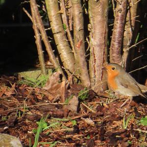 European Robin