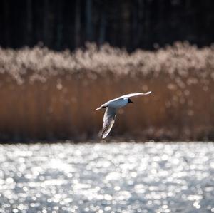 Black-headed Gull